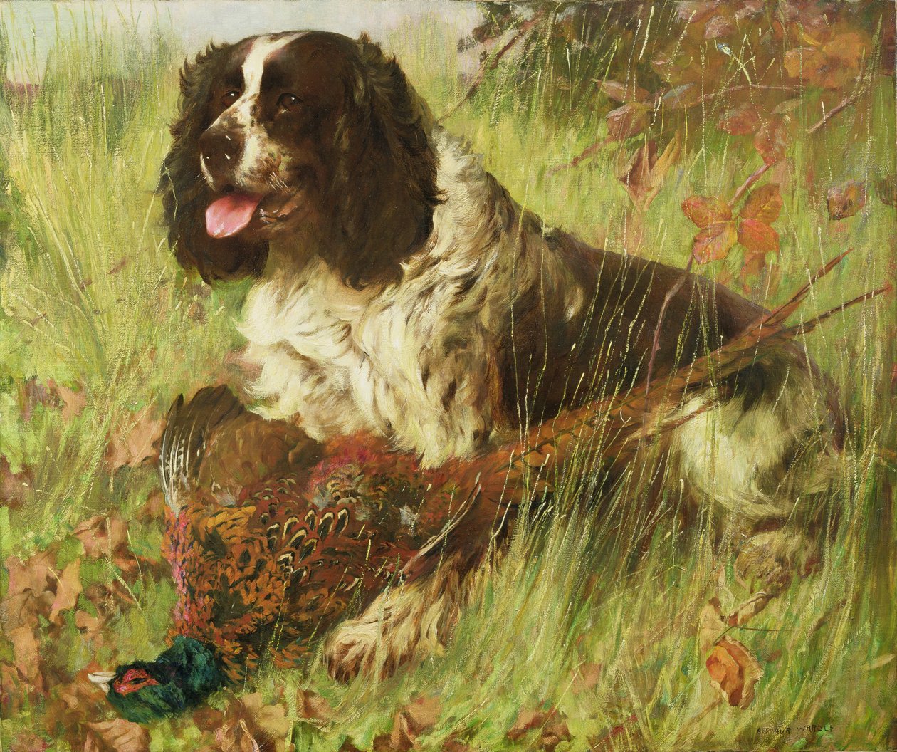 Springer Spaniel with Pheasant by Arthur Wardle