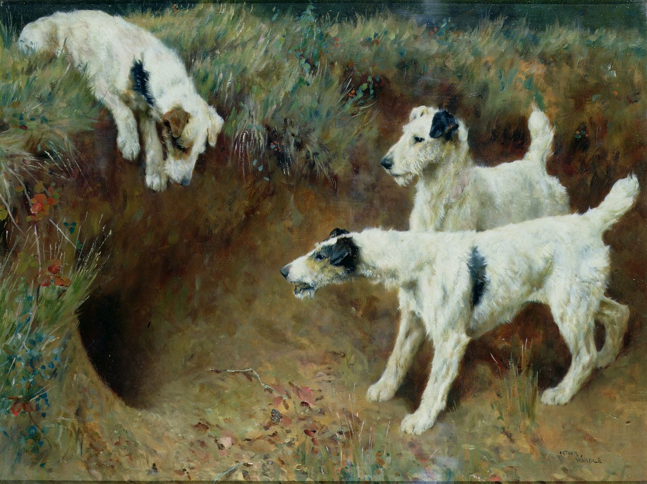 Wire-haired fox terriers by a badger set by Arthur Wardle