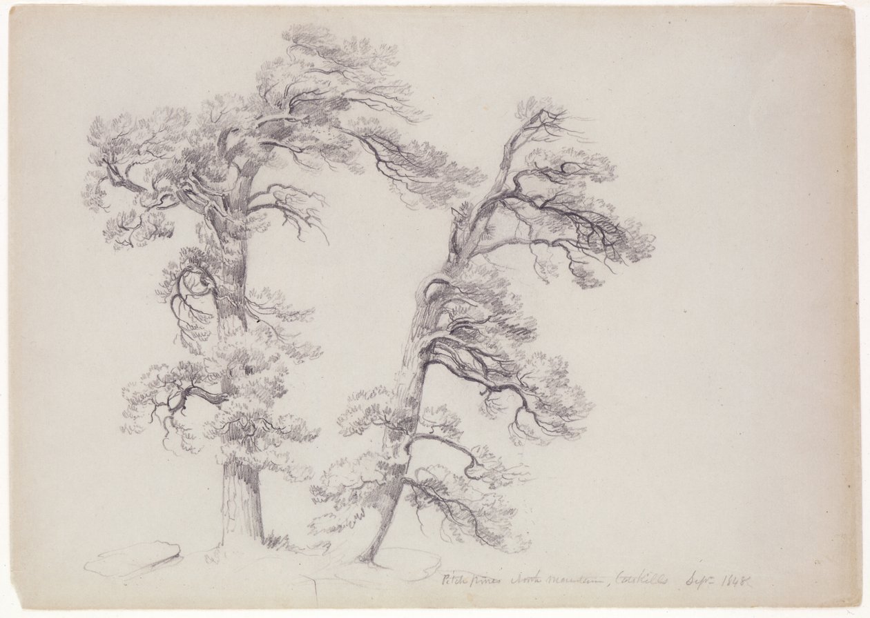 Pitch Pines, North Mountain, Catskills, New York, 1848 by Asher Brown Durand