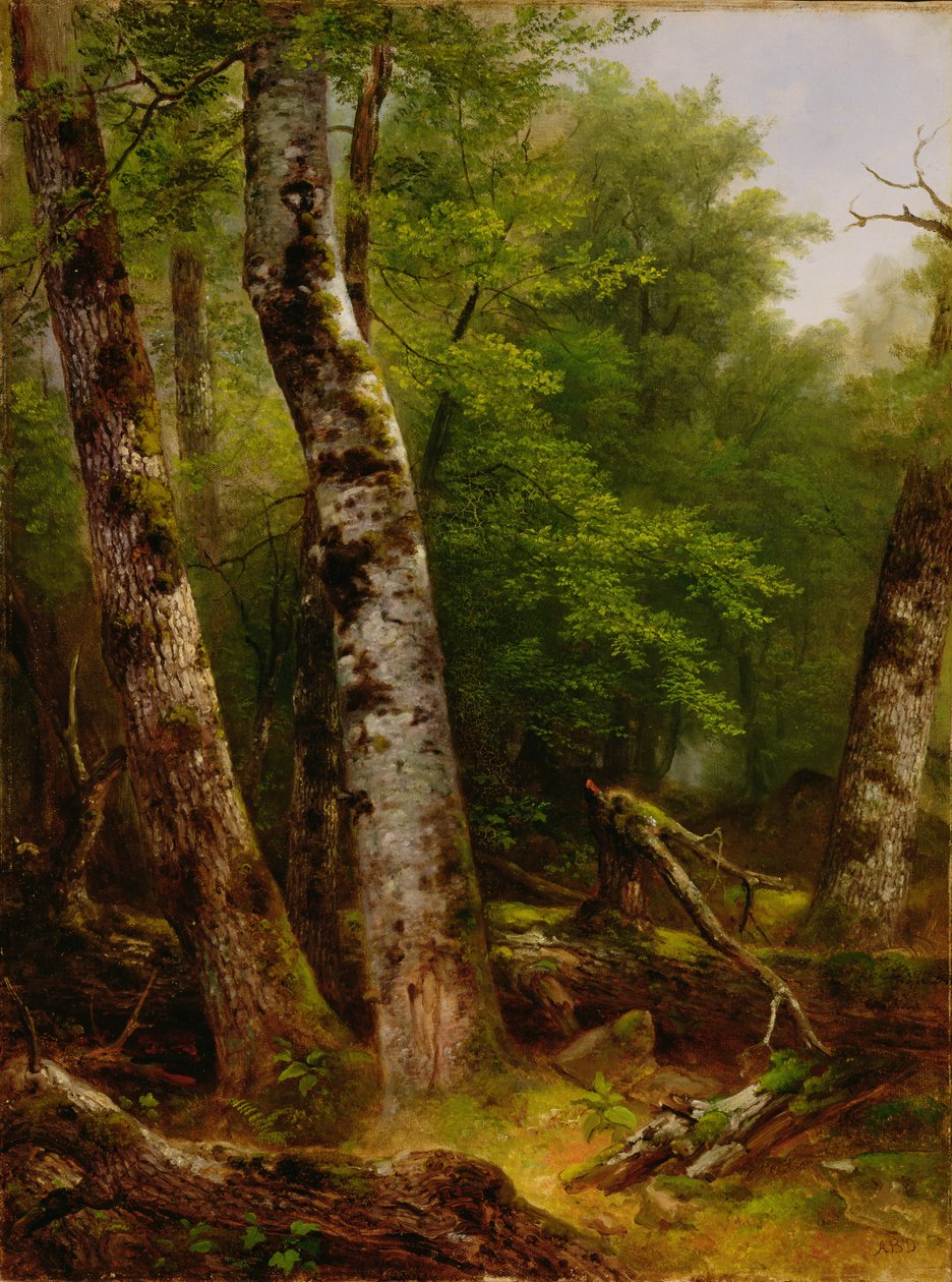 Birch and Maples by Asher Brown Durand