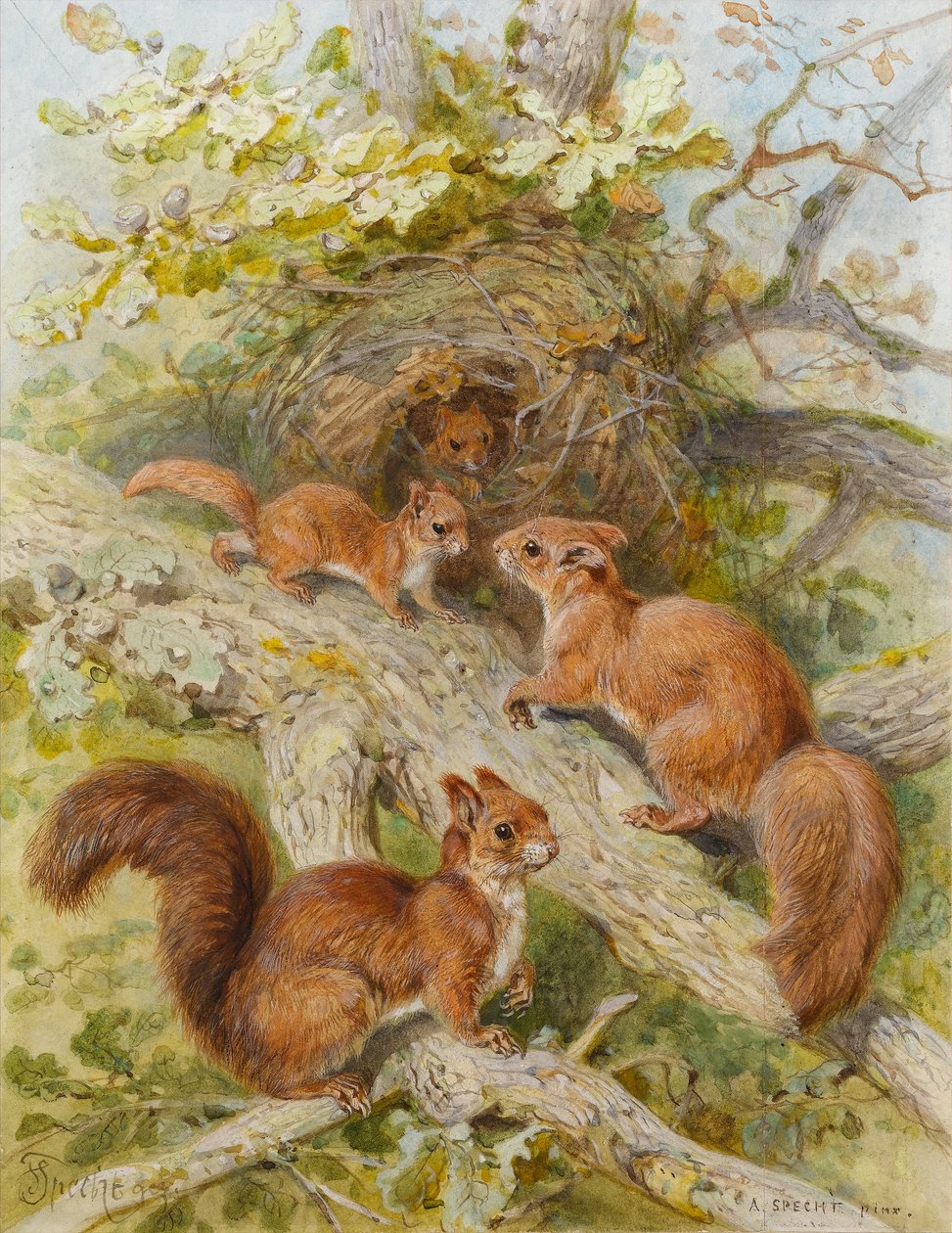 Red Squirrels by August Specht