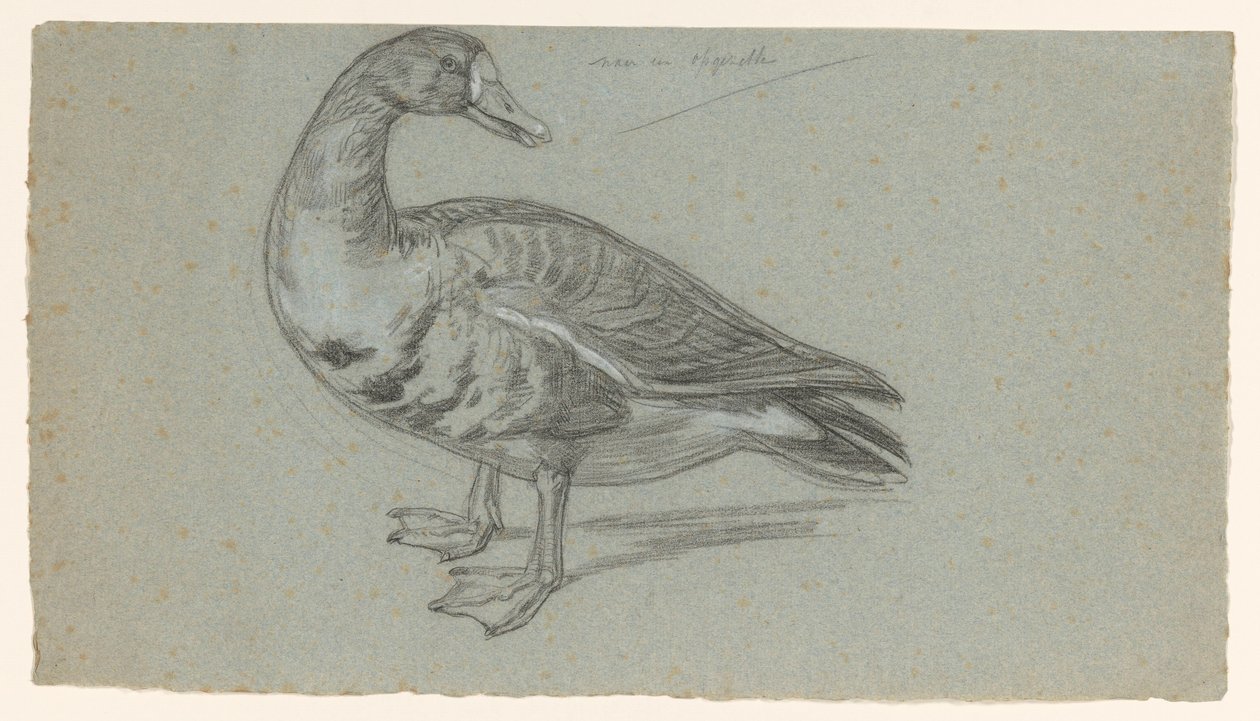 Sketch of a Stuffed Duck by August Allebe