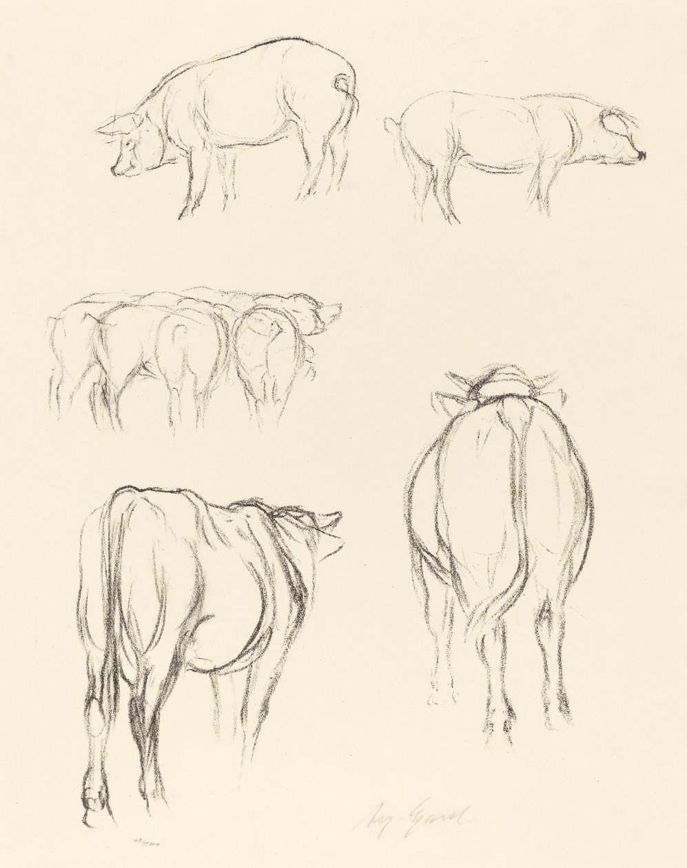 Animal Sketches by August Gaul