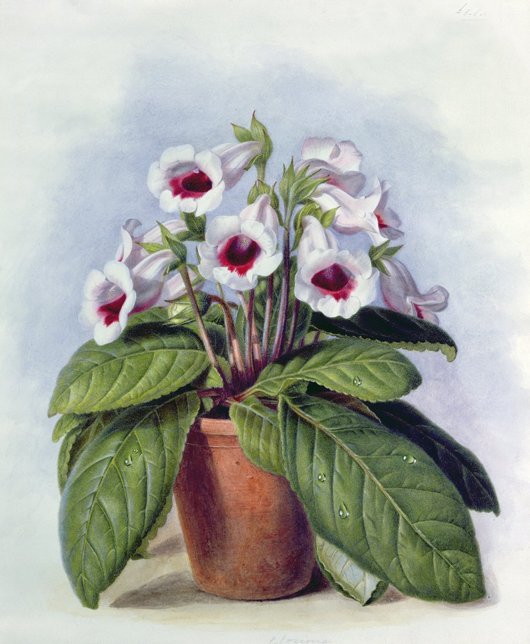 Gloxinia in a Pot, c.1860 by Augusta Innes Withers