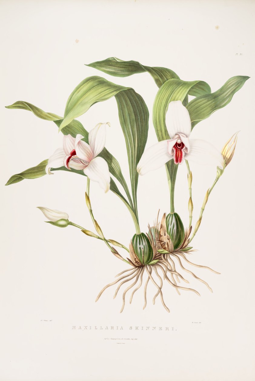 Illustration of Lycaste skinneri (as syn. Maxillaria skinneri) by Augusta Innes Withers