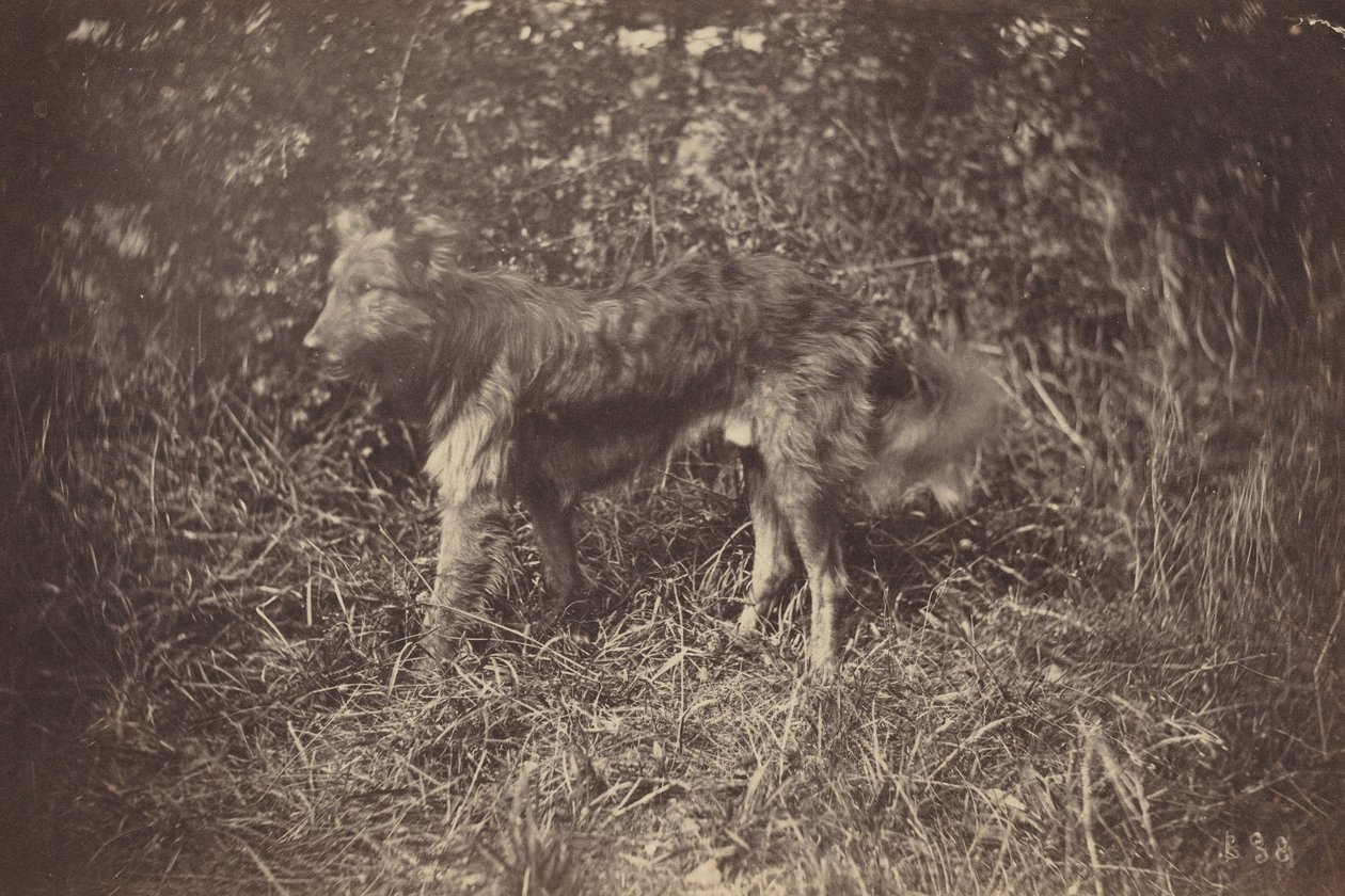 Study of a Dog, late 1870s by Auguste Giraudon