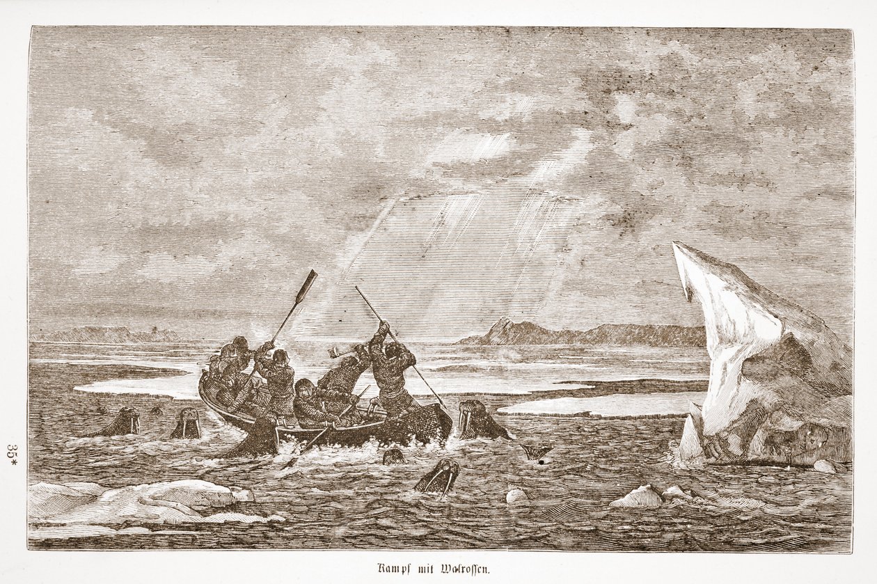 Fight with Walrus, 1876 by Austrian School