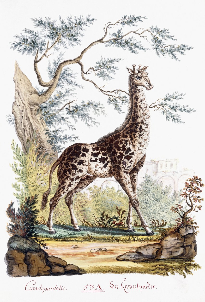Giraffe by Austrian School