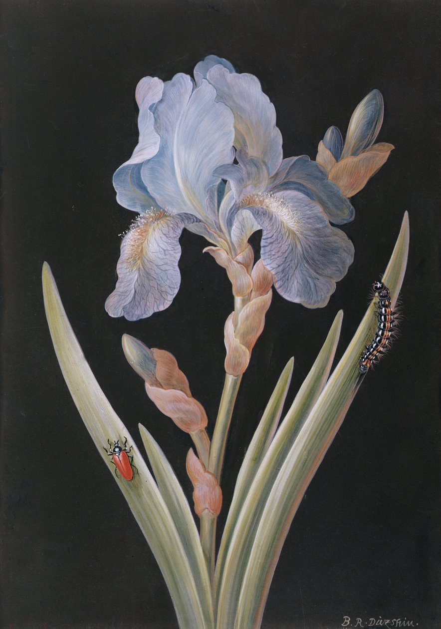 Iris germanica with caterpillar and beetle by Barbara Regina Dietzsch