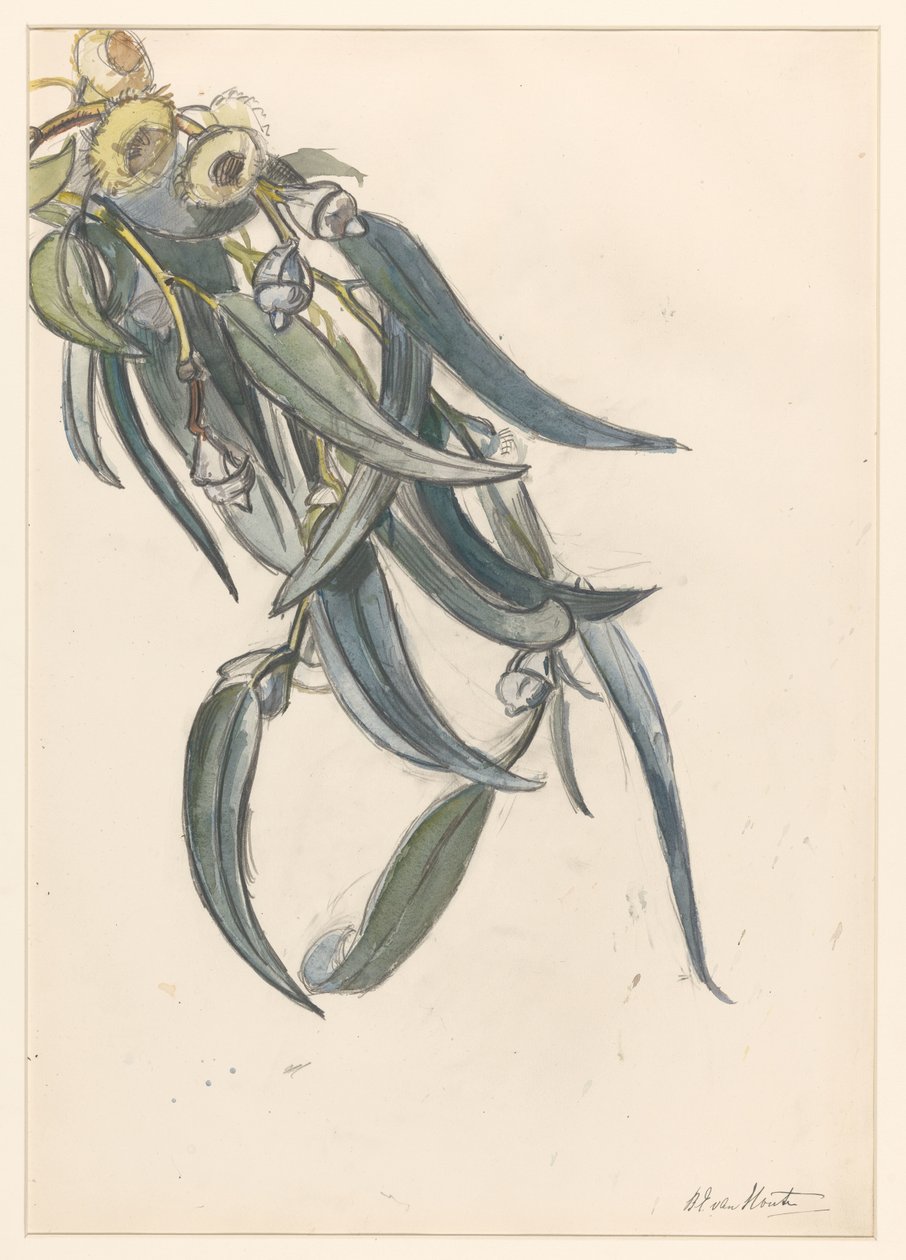 Blooming Branch of a Eucalyptus by Barbara Elisabeth van Houten