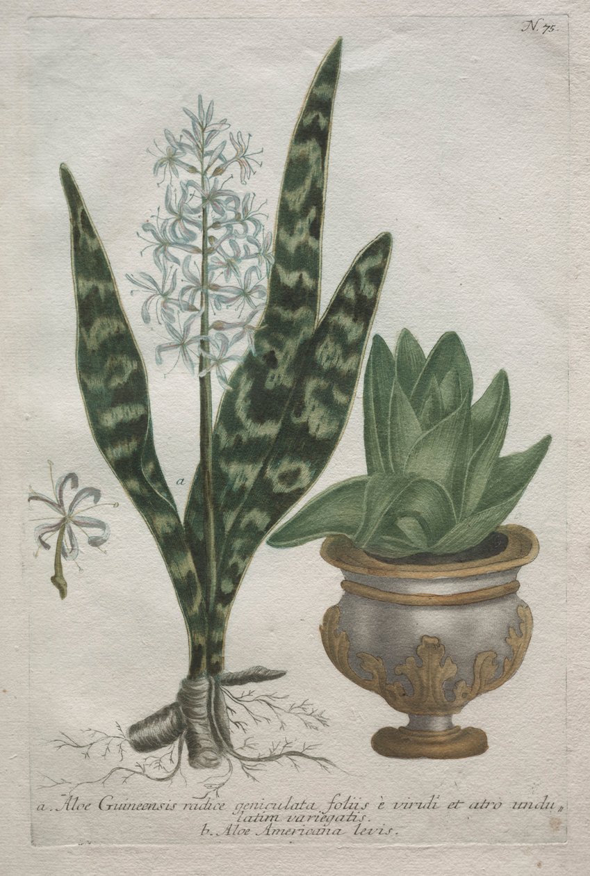 Aloes by Bartholomaus Seutter