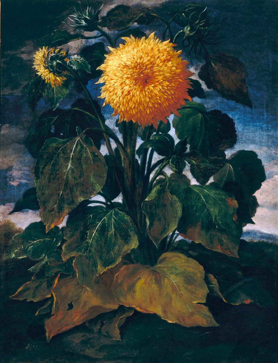 Double Sunflower by Bartolomeo Bimbi