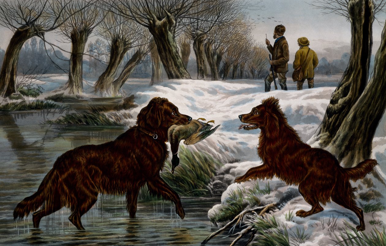 Wild duck hunting by Basil Bradley