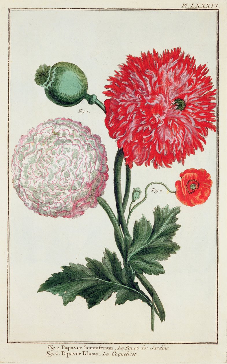 Papaver somniferum and Papaver rheas (engraved by German School 18th century) by Basilius Besler