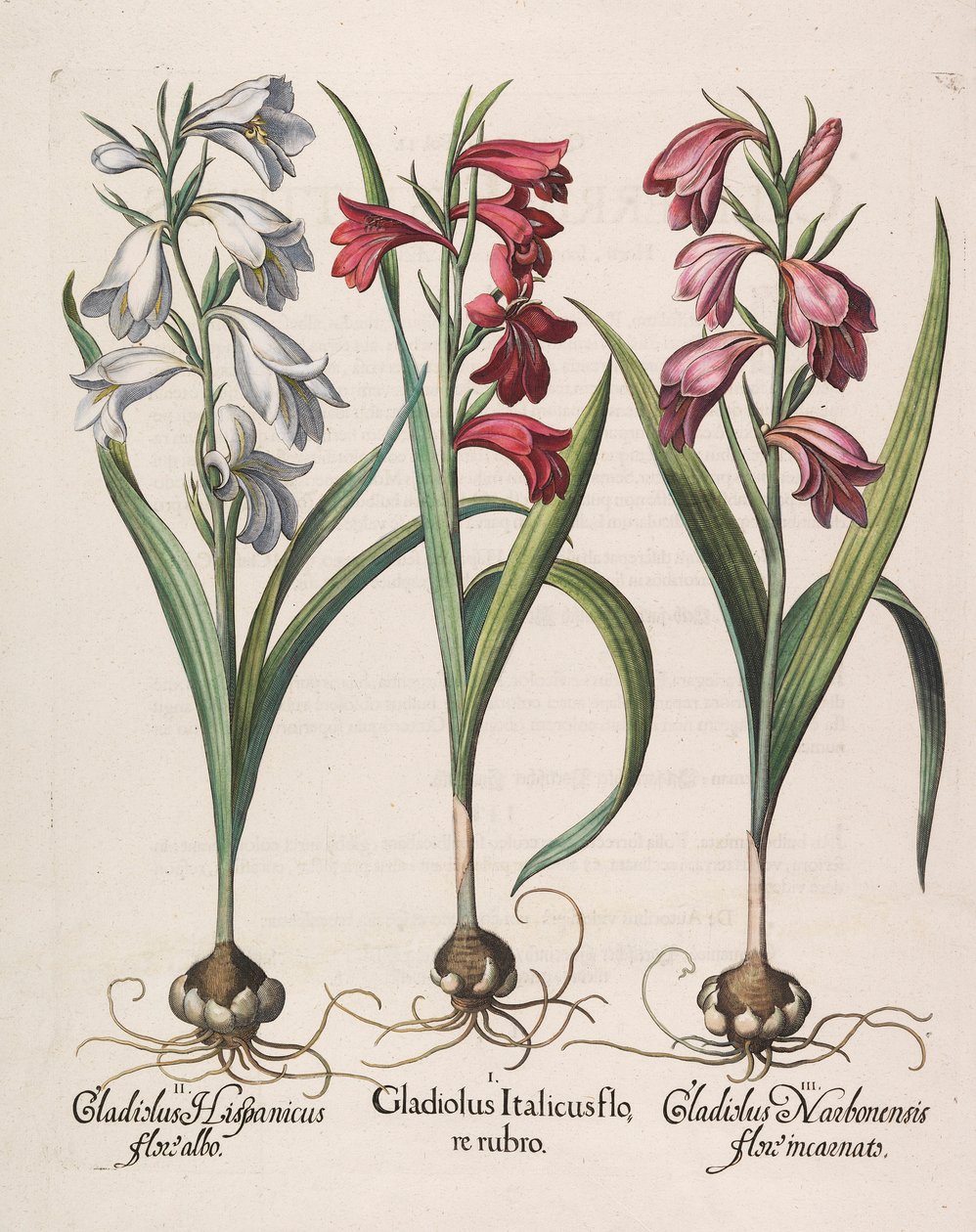 Gladiolus Italicus with Red Flowers by Basilius Besler