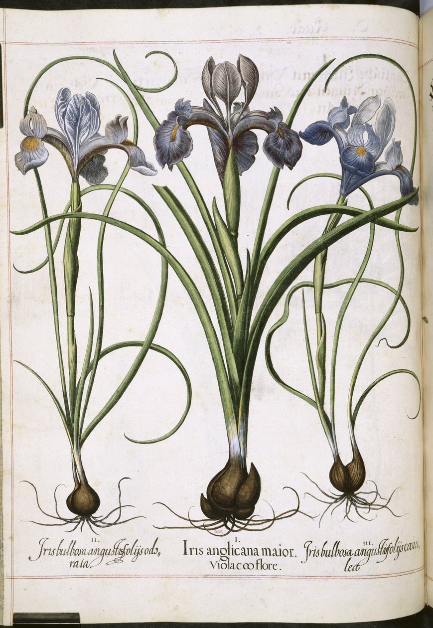 Iris, from Hortus Eystettensis by Basilius Besler