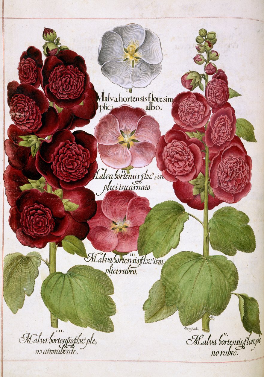 Malva Hortensis, from 