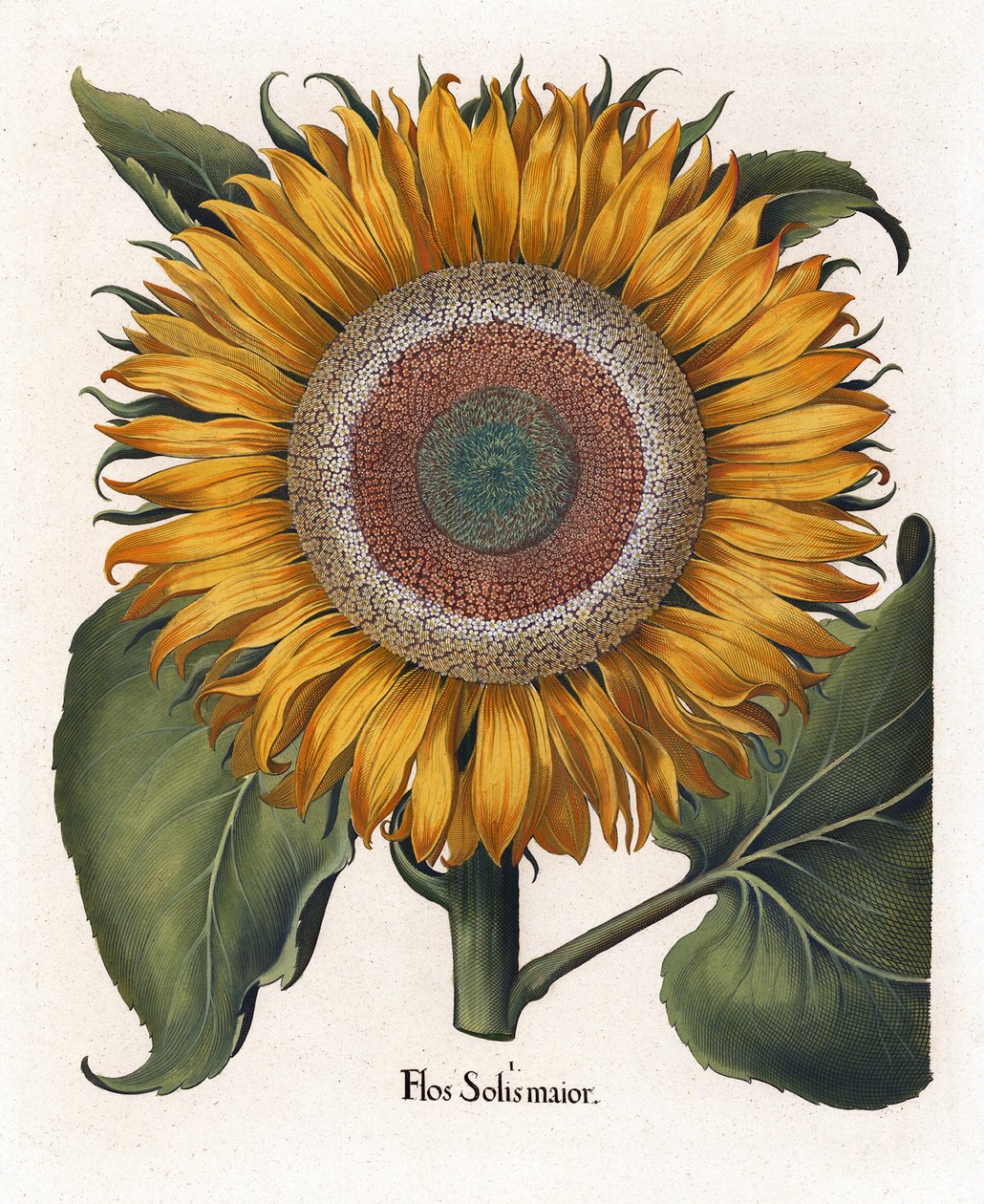 The Common Sunflower by Basilius Besler