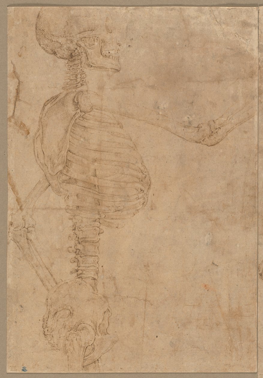 Half-Length Skeleton in Profile by Battista Franco