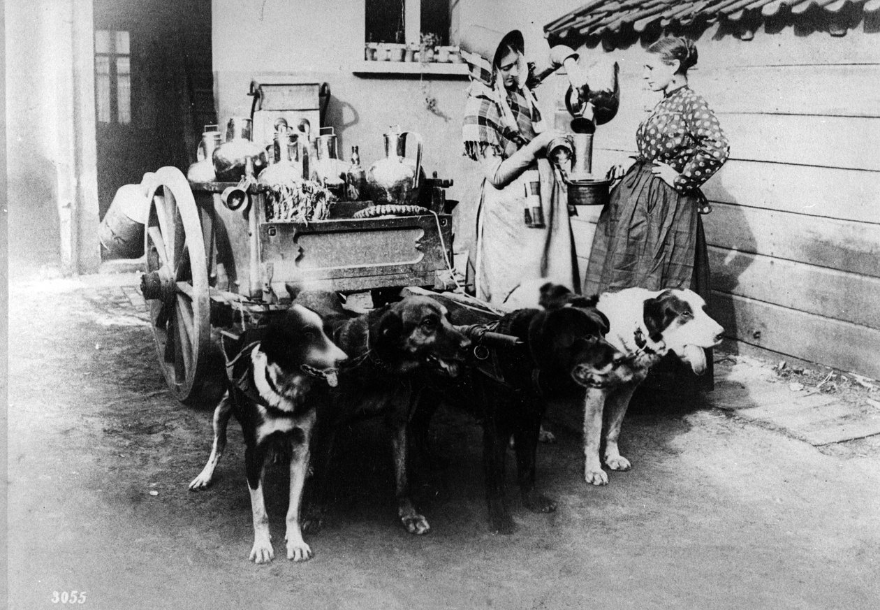 A Dogcart Selling Milk in Brussels by Belgian Photographer