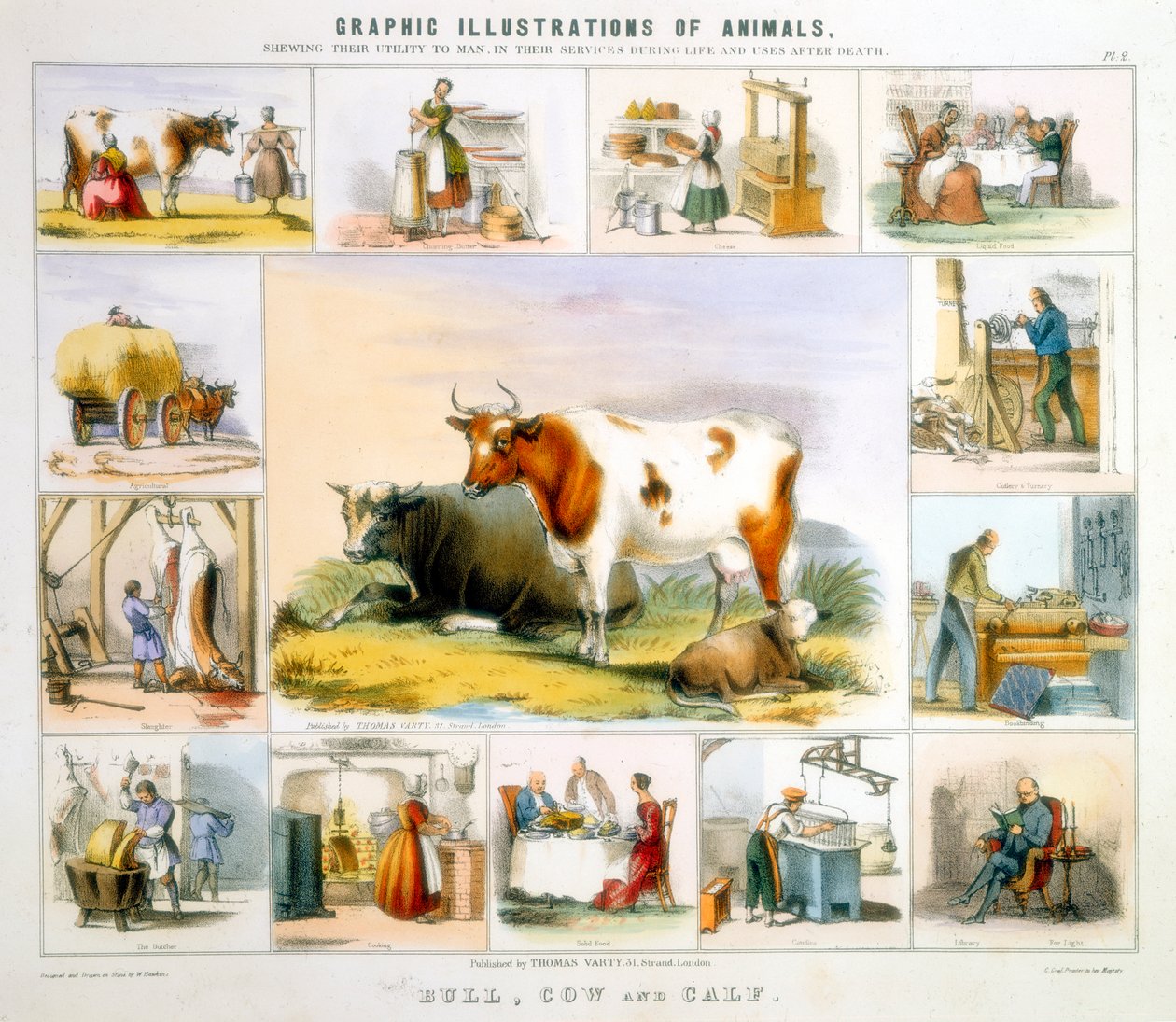 The Cow by Benjamin Waterhouse Hawkins