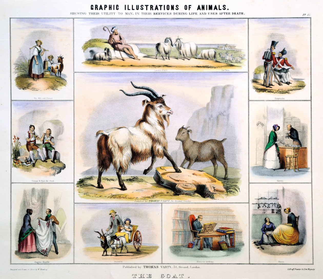 The Goat by Benjamin Waterhouse Hawkins
