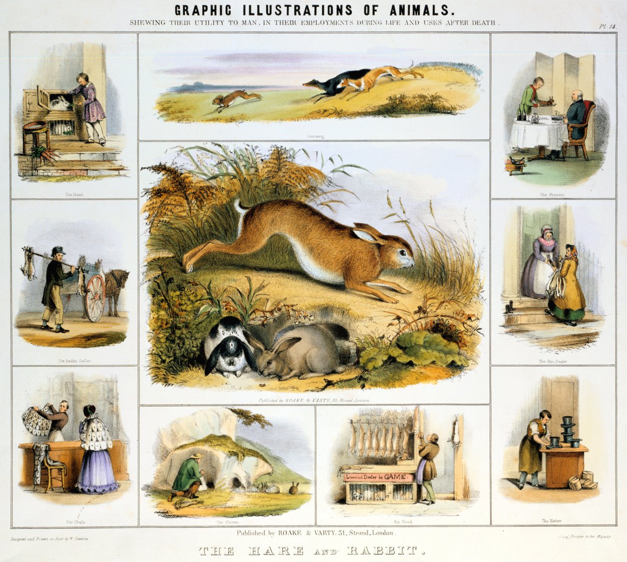 The Hare and the Rabbit by Benjamin Waterhouse Hawkins