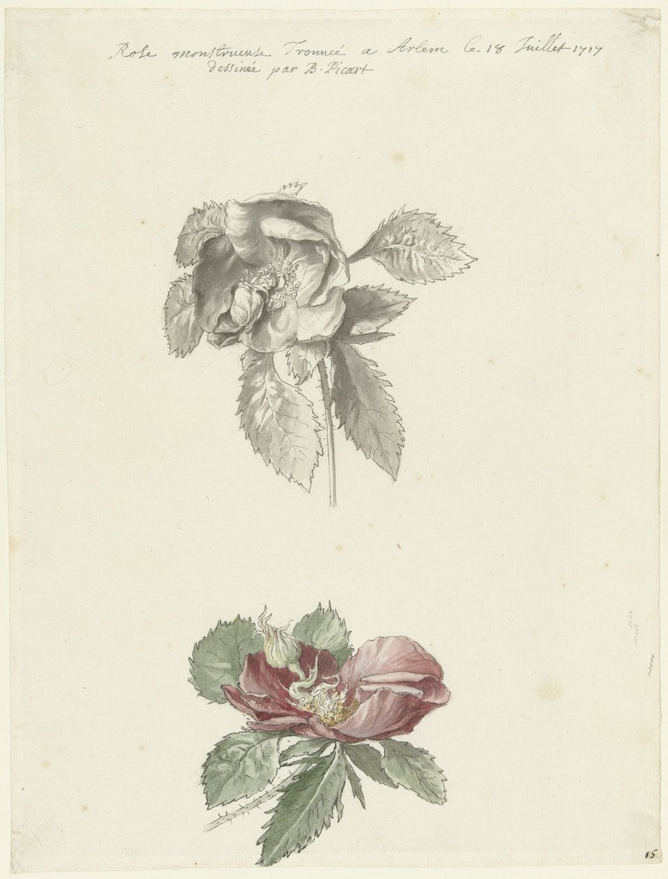Study Sheet with a Rose by Bernard Picart