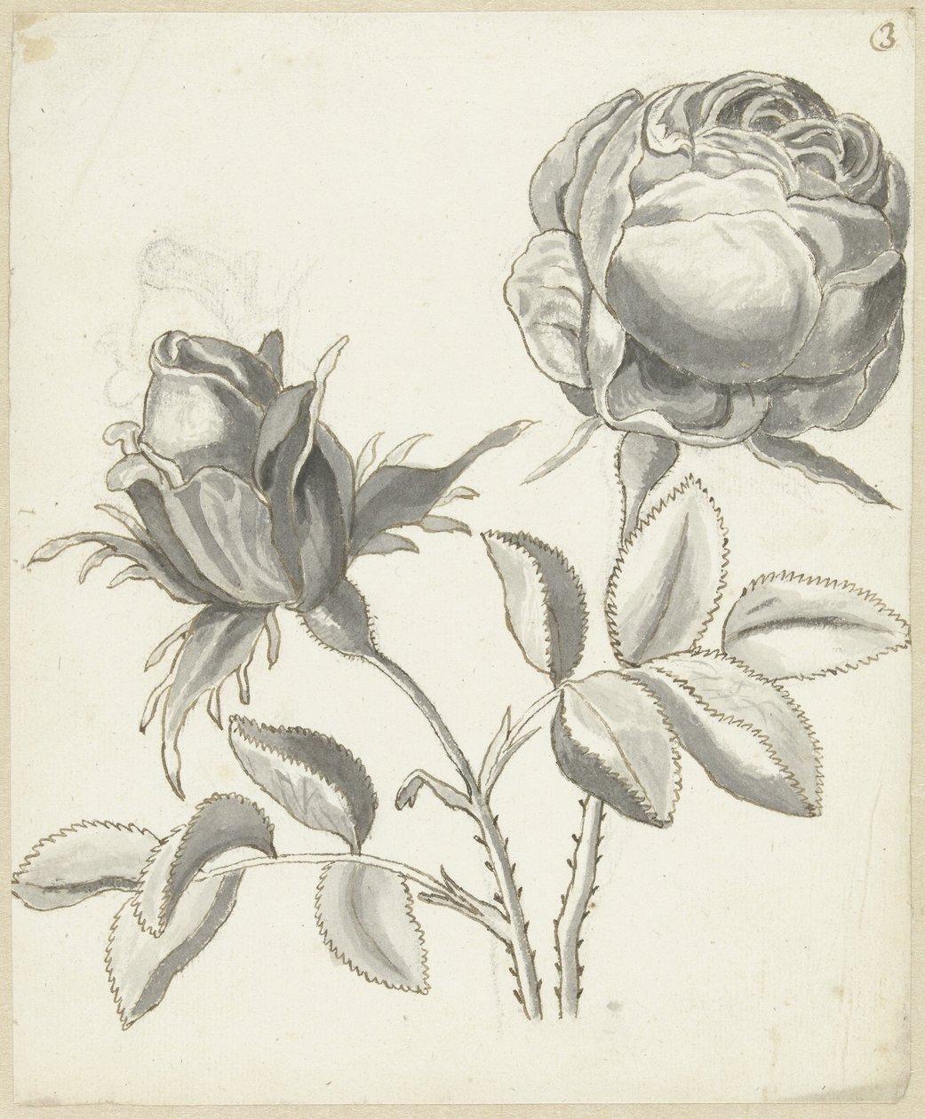 Two Roses by Bernard Picart