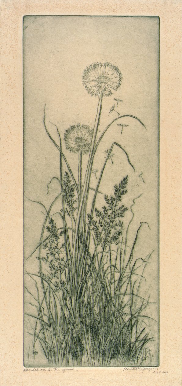 Dandelion in the Grass by Bertha E. Jaques