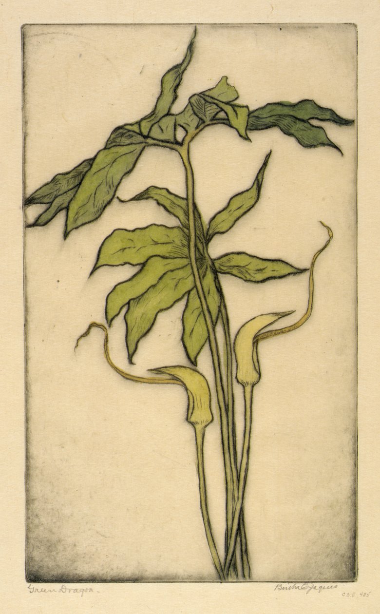 Green Dragon by Bertha E. Jaques