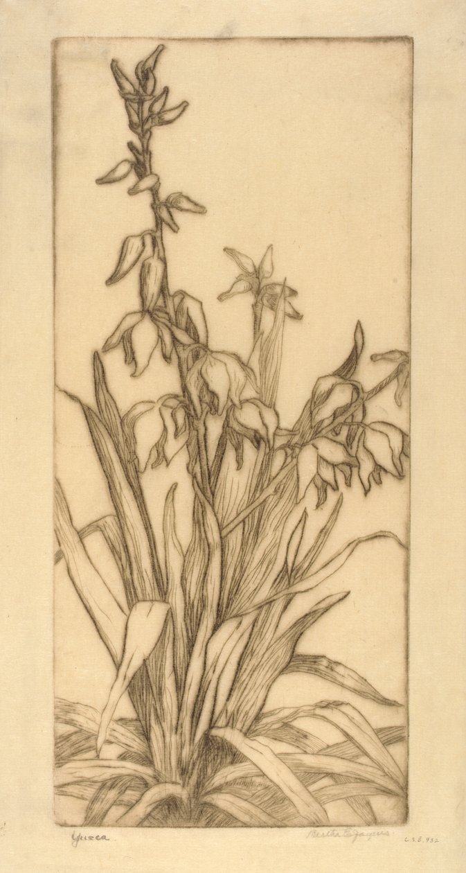Yucca by Bertha E. Jaques