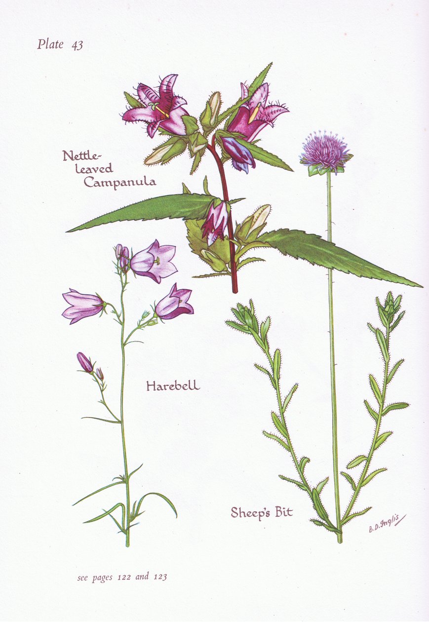 Nettle-Leaved Campanula, Harebell, Sheeps Bit by Bessie D. Inglis