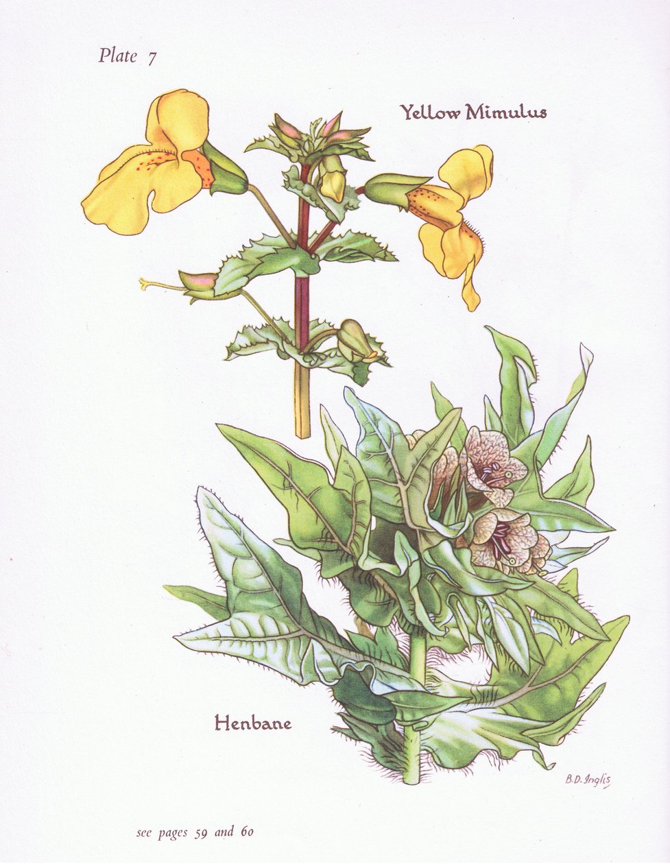 Yellow Mimulus, Henbane by Bessie D. Inglis