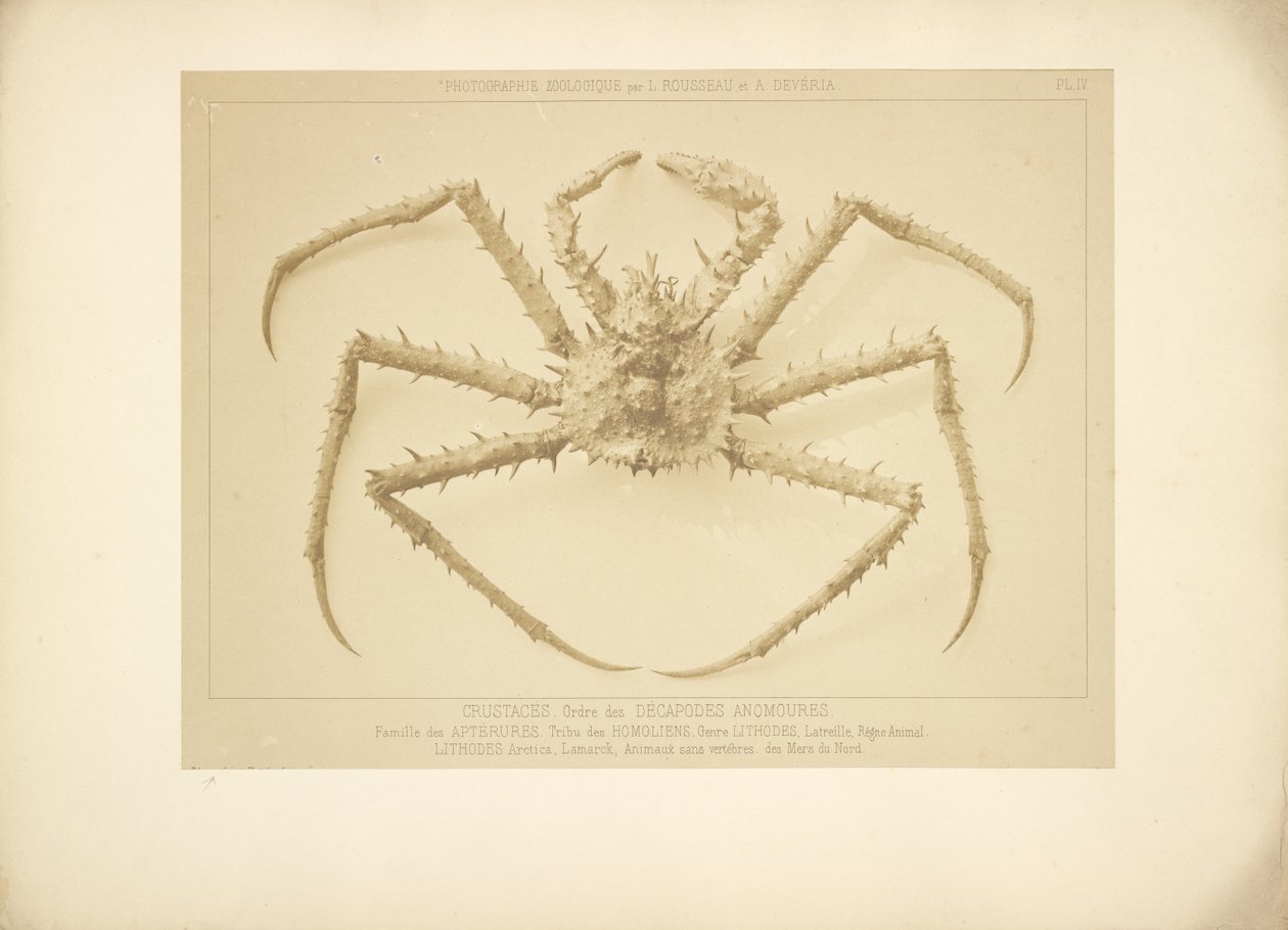Crab by Bisson Frères
