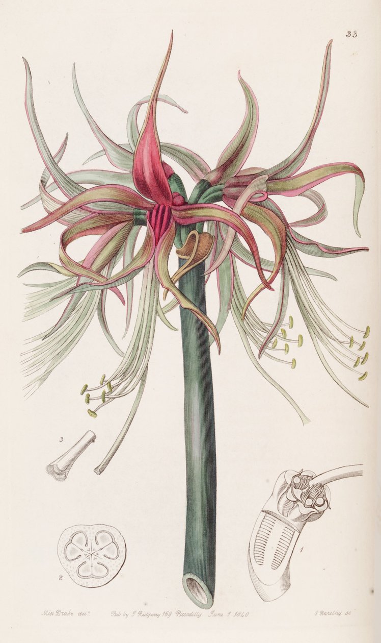 Hippeastrum cybister by Botanical Register