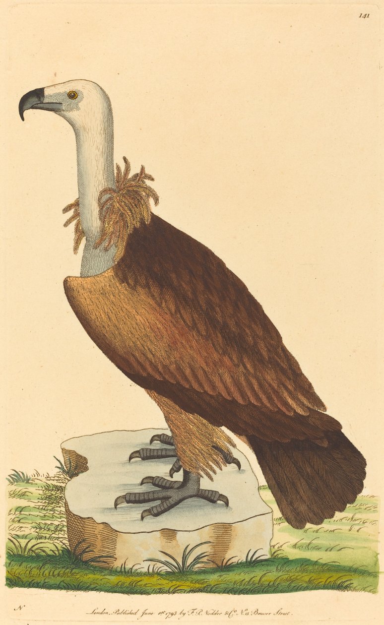 The Alpine Vulture by British 18th Century