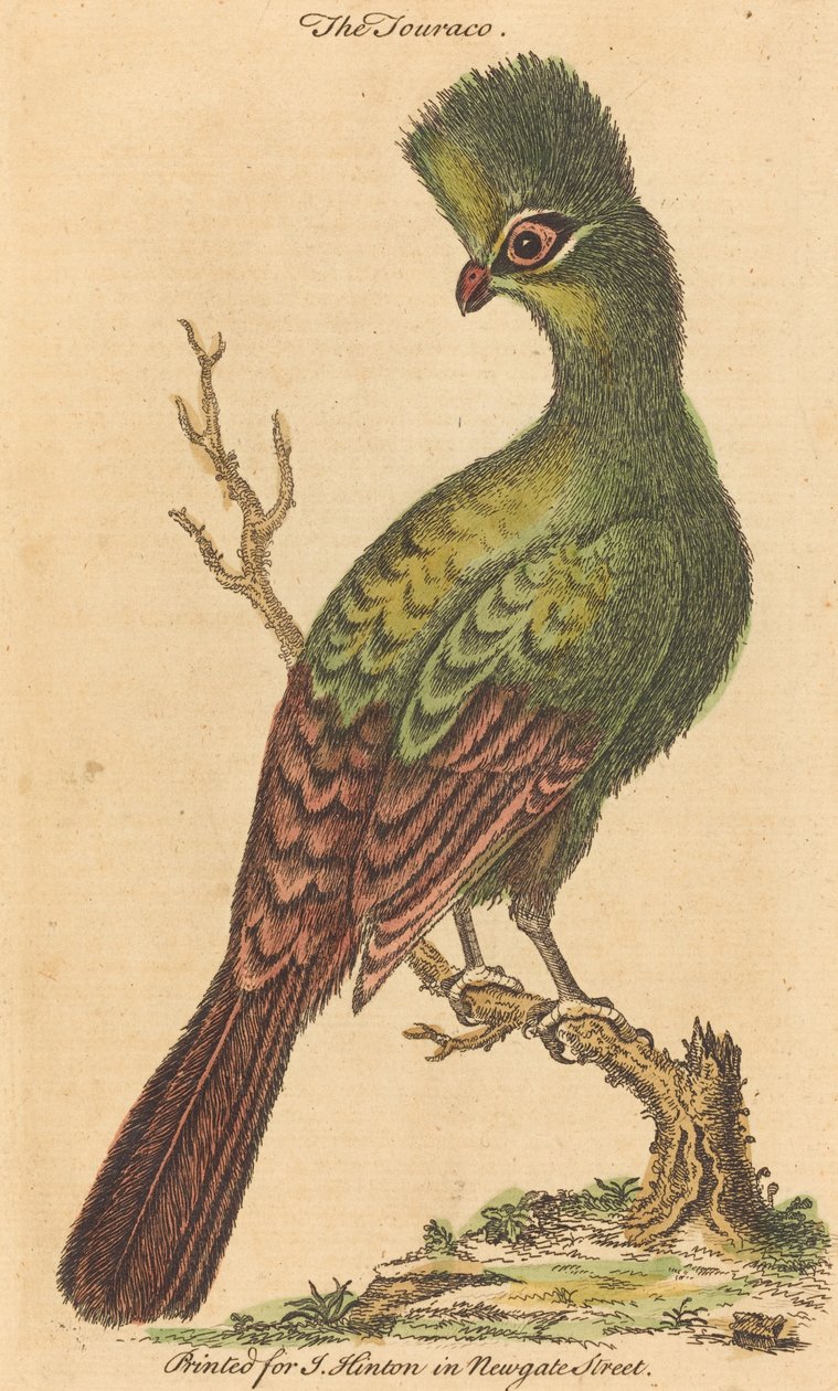 The Touraco Bird by British 18th Century