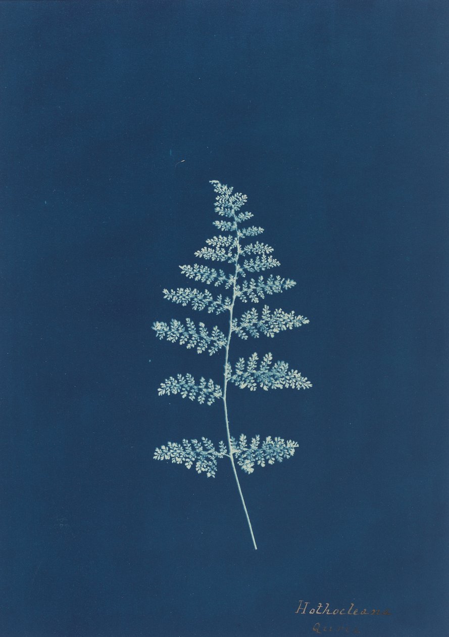 Hothocleana by British 19th Century