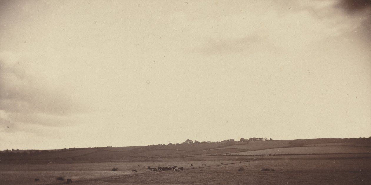 View of Fields with Cows, 1850s-1860s by British Photographer
