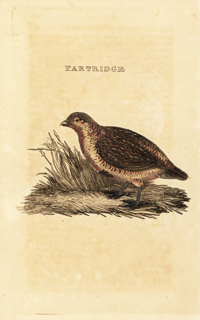 Grey partridge, Perdix perdix by British School