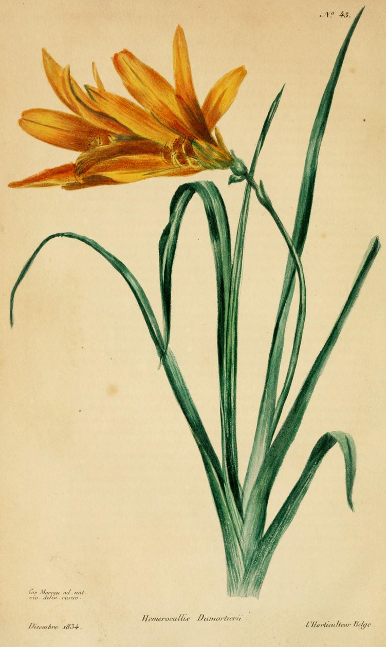 Hemerocallis Dumortieri by C. Morren