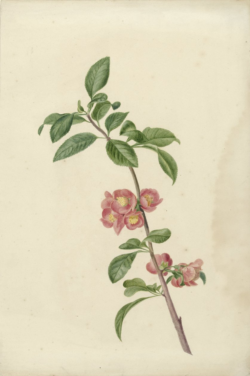 Blooming Branch of Japanese Cherry by C.J. Kruimel