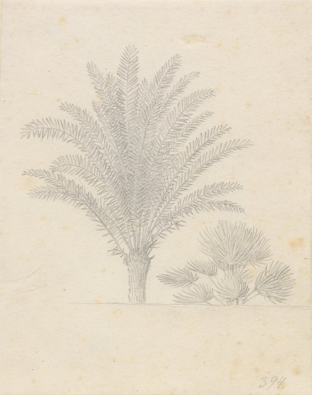 Palm Tree and Group of Leaves by Christoffer Wilhelm Eckersberg