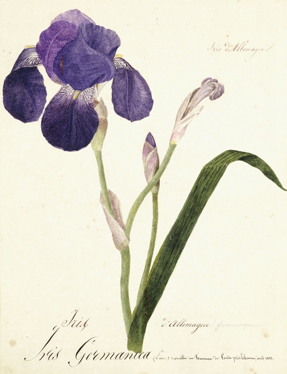 German Iris; Iris Germanica by Capitaine Pelletier