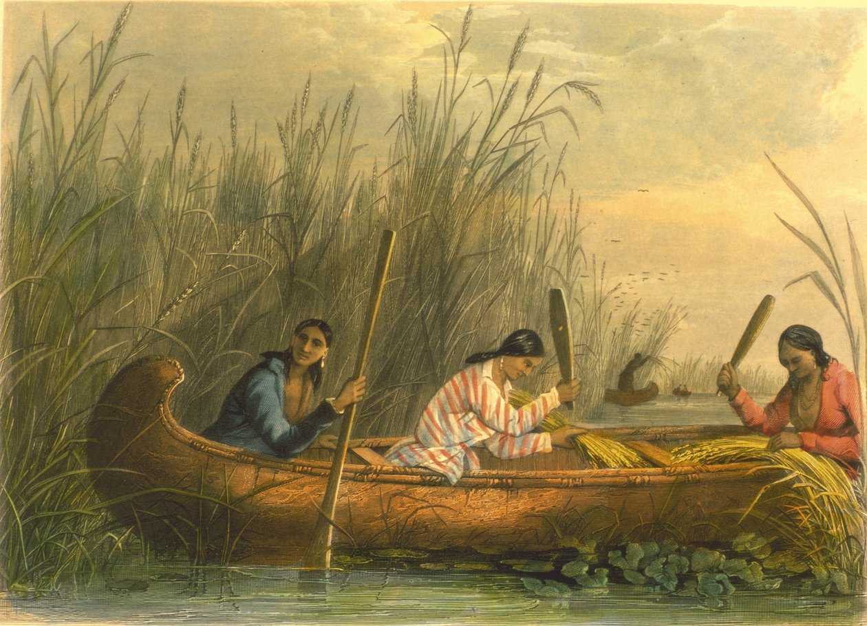Gathering Wild Rice, 1853 by Captain Seth Eastman