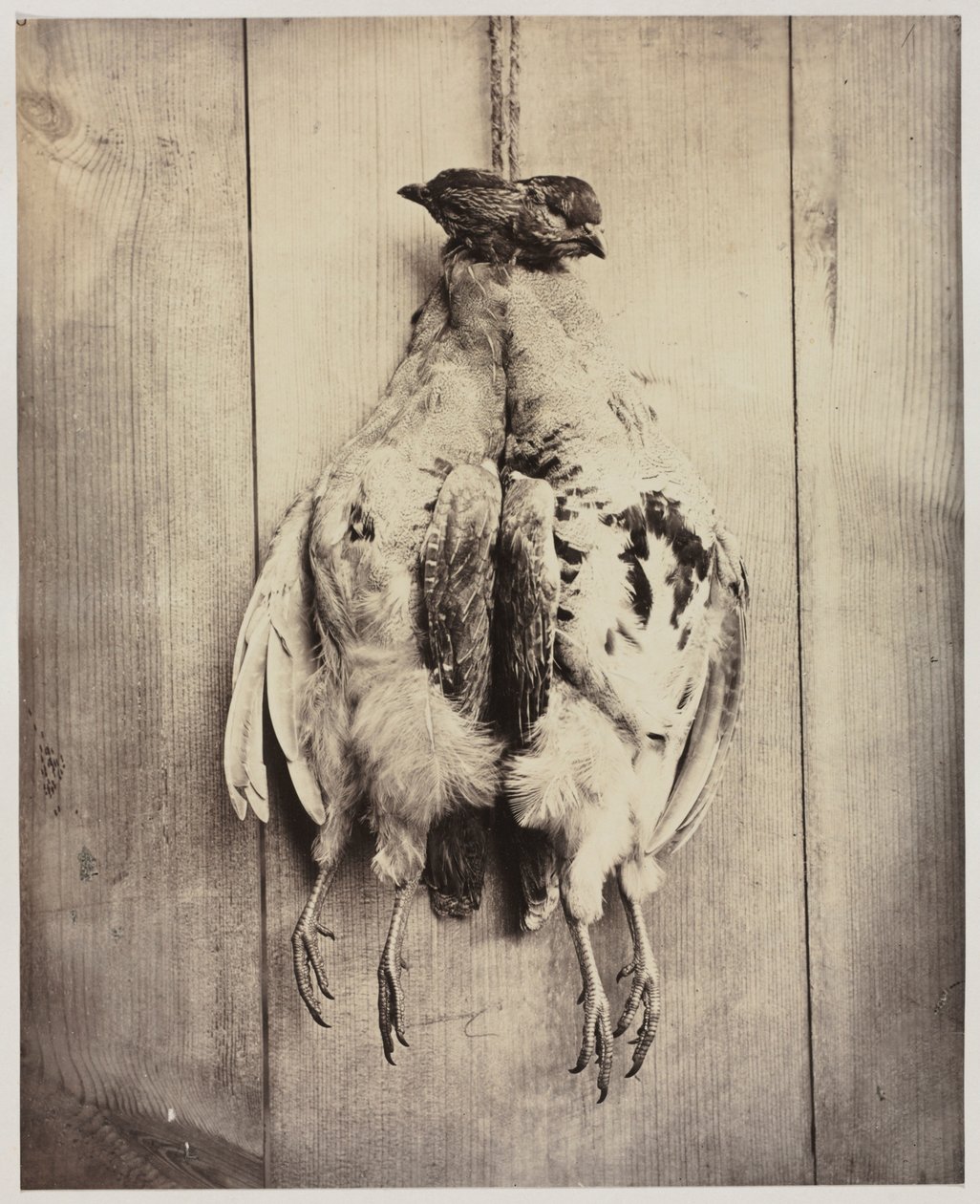 Partridges (recto) by Captain N. Baily