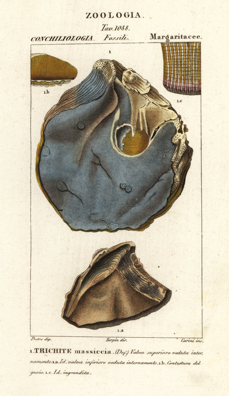 Fossil of extinct oyster species by Carini Carini
