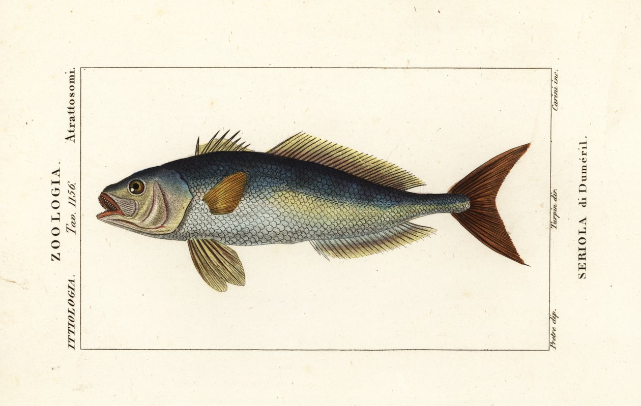 Greater amberjack by Carini Carini