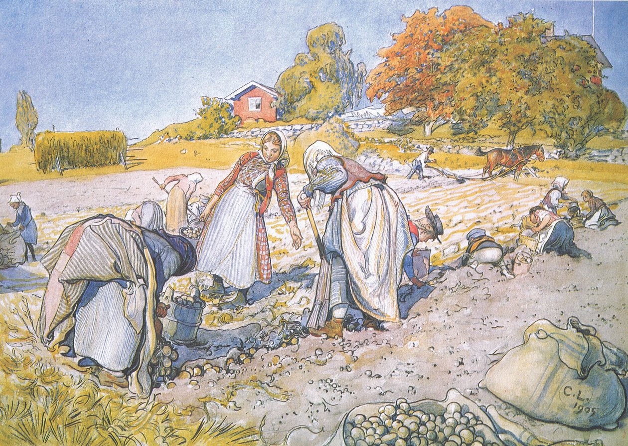 The children filled the buckets and baskets with potatoes by Carl Larsson